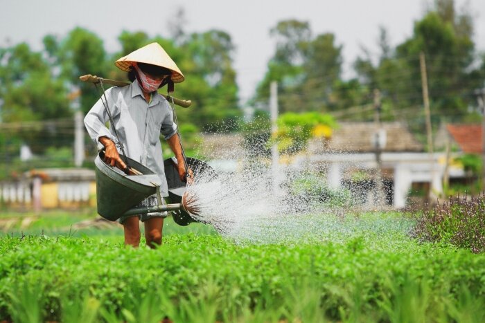 Vegetable Care Work in Village 